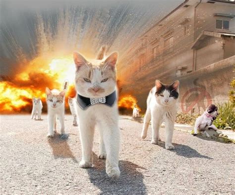 Cat Gang Walking Down Street Gets Humorous Photoshop Treatment