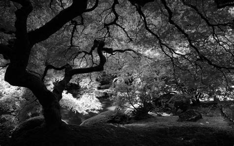 Black And White Scenic Wallpapers Wallpaper Cave
