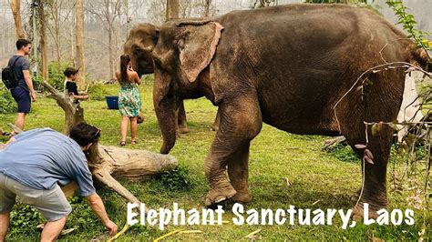 elephant sanctuary nam khan river mekong delta luang prabang laos youtube