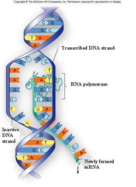 Dna topology, dna supercoiling and dna unusual structures induced by negative supercoiling (triplexes, cruciforms) are described. RNA Structure and Function