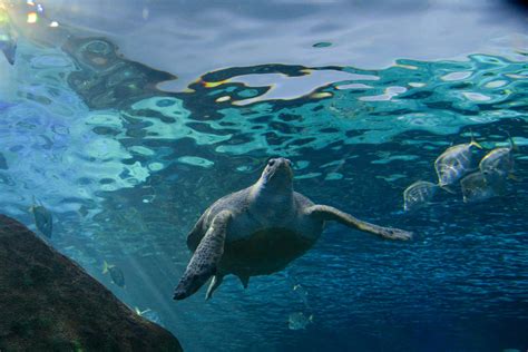 Ripleys Aquarium Houses Its Third Endangered Green Sea Turtle Humber