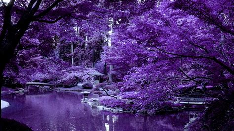 Free Download Violet Japanese Garden 149860 High Quality