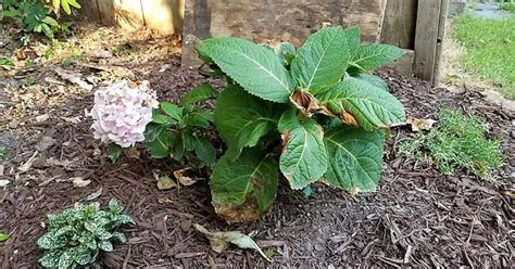 Whats Wrong With My Endless Summer Original Hydrangea Gets 2 3 Hrs Of