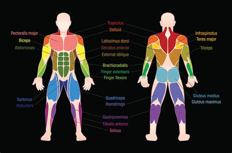 Muscle Chart With Most Important Muscles Of The Human Body