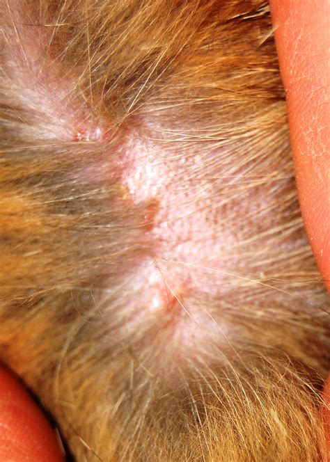 Cat Eczema Treatment Ph