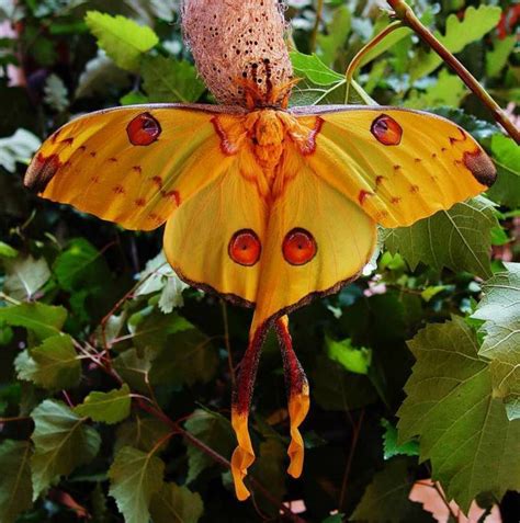 13 Najljepših Leptira Na Svijetu Imena Opis Fotografija Video