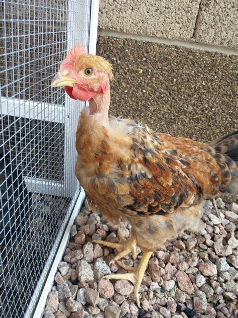 2 Transylvanian Naked Neck Cockerels Phoenix Area Backyard Chickens Learn How To Raise