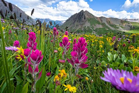 Alpine Wildflowers Stock Photo Download Image Now Istock