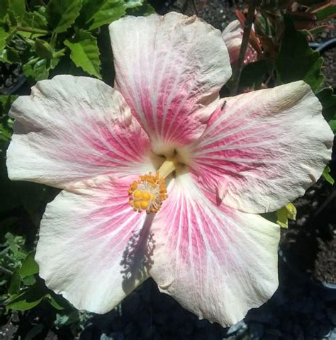 Hibiscus Pink Rays In 150mm Advanced Pot Trigg Plants