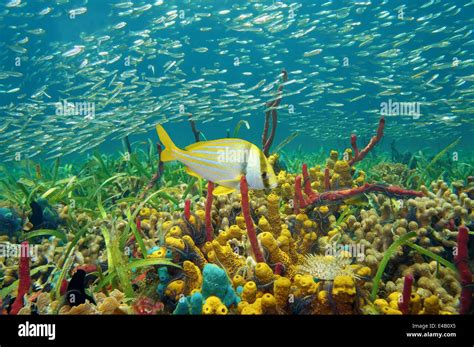 Colorful Sea Life Underwater With Sponges Coral And Shoal Of Fish