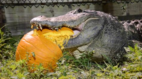 Despite Being Obligate Carnivores Crocodilians Love To Eat Fruit And