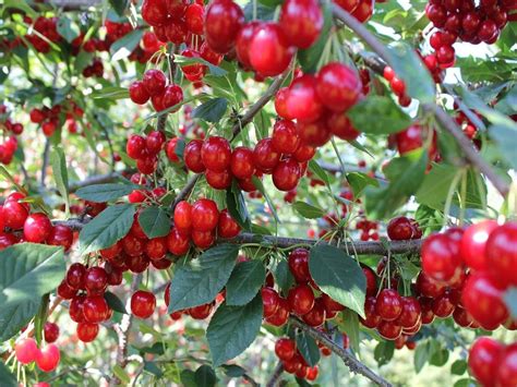 Pair Of Luscious Cherry Trees Prunus Avium Sunburst And Stella Cherry Trees Fruit Trees