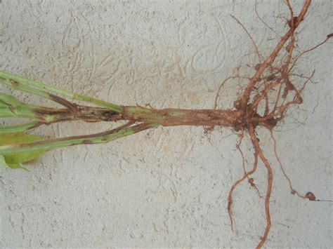 Symptoms Of Spotted Stems In Soybeans Revista Cultivar