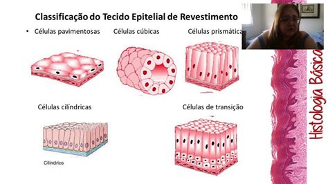 Aula De Histologia 1 Introdução A Histologia E Tecido Epitelial Youtube