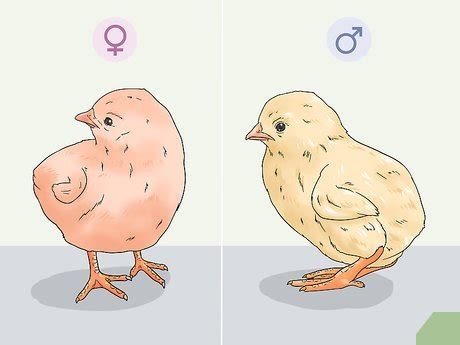 Ways To Determine The Sex Of A Chicken Wikihow