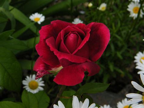 Deep Red Rose Opening In The Spring Garden Photograph By Mary Sedivy