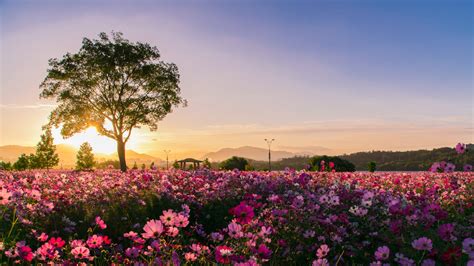 Hình ảnh Cánh đồng Hoa đẹp Mênh Mông Cho Người Yêu Hoa
