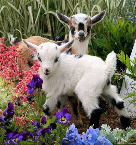 Baby Goats And Intact Flowers Cute Animals Animals Cute Baby Animals