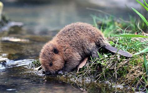 12 More Adorable Baby Beavers That Will Make Your Week Cottage Life