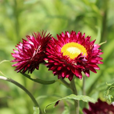 Helichrysum ‘pink The Diggers Club