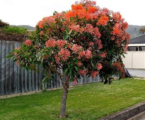 Prefer a shady, sheltered position. 5 fast growing shade trees Australia | Fast growing shade ...