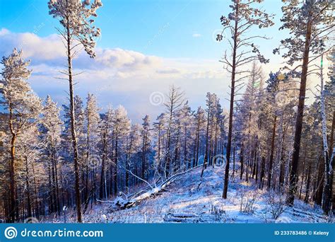 Pine Trees On A Hillside Or Mountain And Blue Sky In The Background In