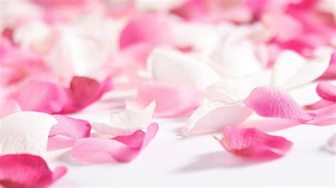 Bowl Of Pink Rose Petals