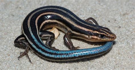 Discover 10 Fascinating Lizards In North Carolina Imp World