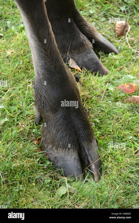 A Pair Of Cow Moose Feet Hooves At A Wildlife Sanctuary Near Stock