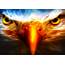 Cool Eagle Animal Backgrounds HD Wallpaper Desktop 