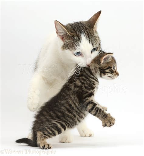 How Does A Mother Cat Carry Her Kittens