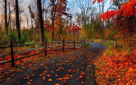 Fall Full Hd Pictures Autumn Leaves Wallpaper World