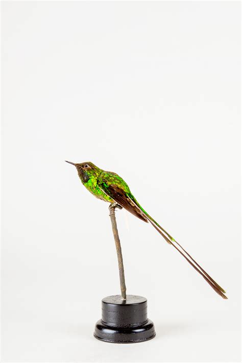 Taxidermy Green Tailed Trainbearer Subspecies Hummingbird