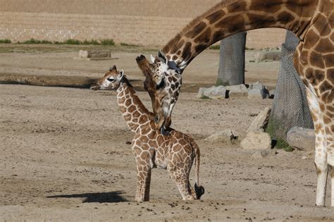 Meet The New Baby Animals At The San Diego Zoo And Safari Park The