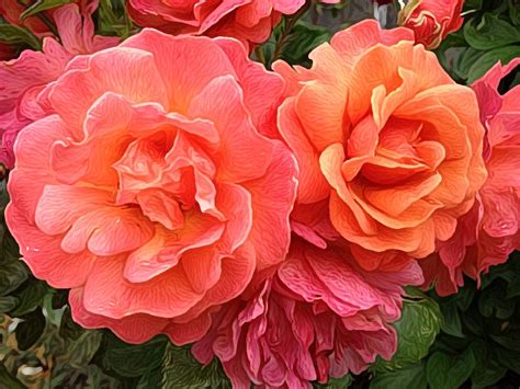 Salmon Colored Roses Salmon Color Plants Flowers Fun Roses