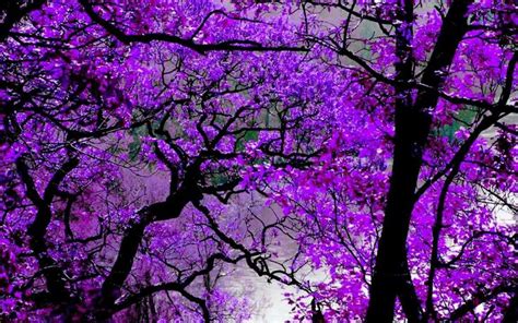 Pin By Shannon Aguilera On Scenery Purple Trees Purple Flowering