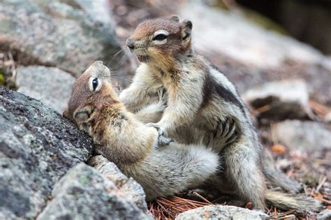Found This When Searching For Nuts It Turns Out They Were Fighting Over Nuts R Pics