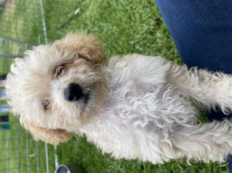 Female Toy Poodle Puppy Dogs For Sale And Free To A Good Home Petlink