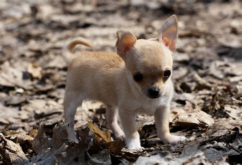 Download Chihuahua Puppy On Dry Leaves Wallpaper