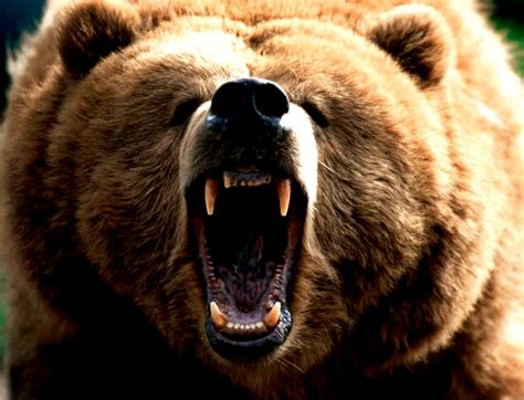 Angry Grizzly Bear Wallpaper Carrotapp