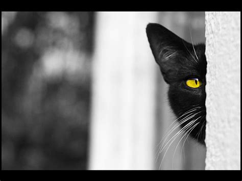 Que ce soit pour un chat, un chaton, un ensemble de chats et même des « wallpaper » montrant l'amour et l'amitié entre chats et d'autres. Fond d'ecran Chat noir - Wallpaper