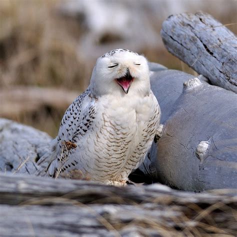 Shoreline Area News For The Birds Snowy Owls—have You Seen One This Year