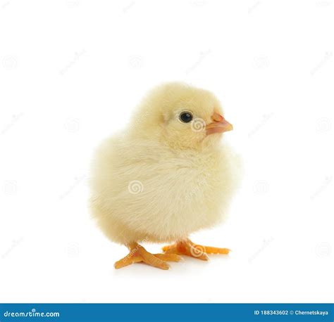 Cute Fluffy Baby Chicken On Background Stock Photo Image Of Chick