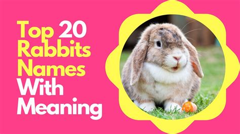 Top 20 Most Popular Male And Female Rabbits Name With Meaning 2020