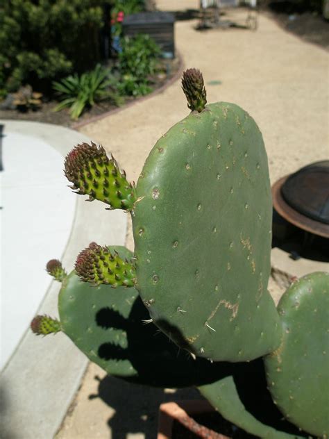 The cactus improves soil quality, promotes barley plantations and could even, according to preliminary research. Cactus Blog - Page 12 of 13 - Cactus Jungle