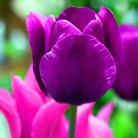 Buy Negrita Tulipa Deep Purple Triumph Tulip Free Delivery