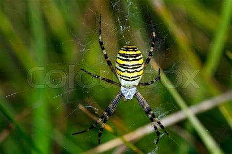 Beautiful Yellow Black Striped Spider Stock Image Colourbox