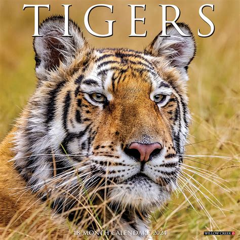 Tigers Calendar 2024 Willow Creek
