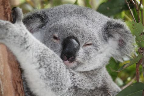 Koala Project Noah
