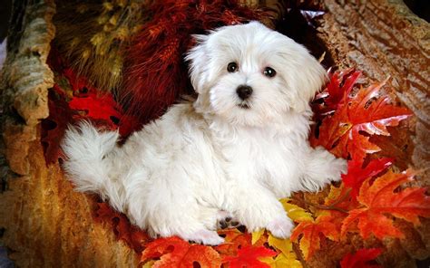 Cute Puppy Wallpapers For Desktop 58 Images